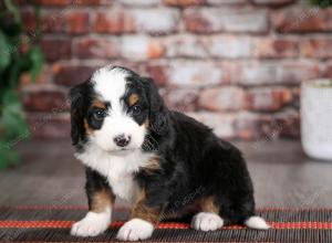 tri-colored female mini bernedoodle near Chicago Illinois