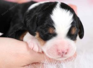 tri-colored female mini bernedoodle near Chicago Illinois