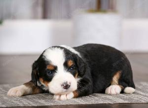 tri-colored female mini bernedoodle near Chicago Illinois