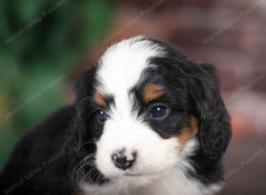 tri-colored female mini bernedoodle near Chicago Illinois