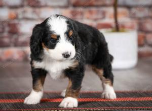 tri-colored female mini bernedoodle near Chicago Illinois