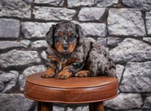 F1B Tiny Bernedoodle in Illinois