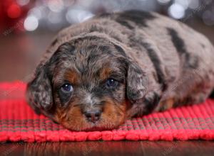 F1B Tiny Bernedoodle in Illinois