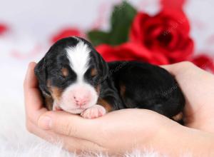 tri-colored male mini bernedoodle near Chicago Illinois