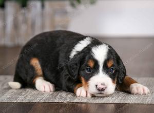 tri-colored male mini bernedoodle near Chicago Illinois