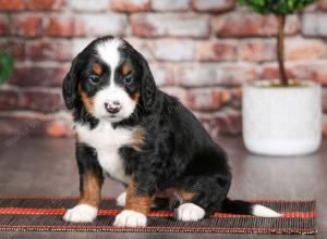 tri-colored male mini bernedoodle near Chicago Illinois