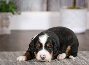 tri-colored male mini bernedoodle near Chicago Illinois