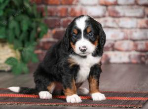 tri-colored male mini bernedoodle near Chicago Illinois