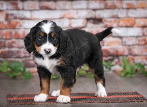 tri-colored male mini bernedoodle near Chicago Illinois