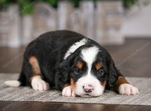 tri-colored male mini bernedoodle near Chicago Illinois