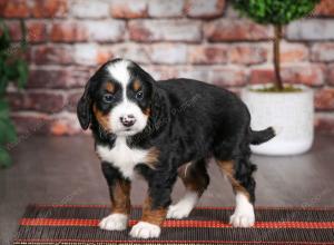 tri-colored male mini bernedoodle near Chicago Illinois