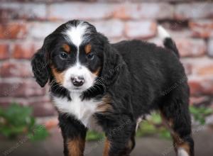tri-colored male mini bernedoodle near Chicago Illinois