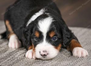 tri-colored male mini bernedoodle near Chicago Illinois