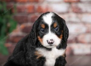 tri-colored male mini bernedoodle near Chicago Illinois