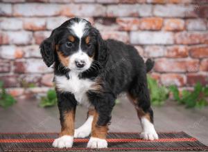 tri-colored male mini bernedoodle near Chicago Illinois