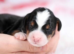 tri-colored male mini bernedoodle near Chicago Illinois