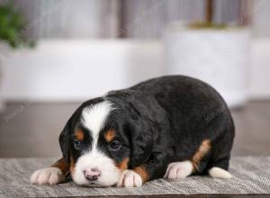 tri-colored male mini bernedoodle near Chicago Illinois