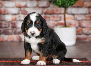 tri-colored male mini bernedoodle near Chicago Illinois