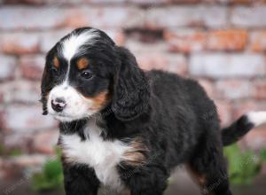tri-colored male mini bernedoodle near Chicago Illinois