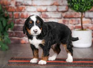 tri-colored male mini bernedoodle near Chicago Illinois