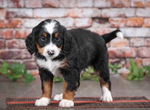 tri-colored male mini bernedoodle near Chicago Illinois