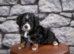 F1B Tiny Bernedoodle in Illinois