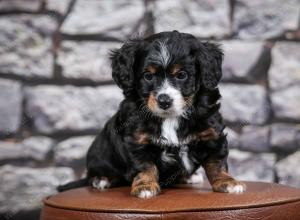 F1B Tiny Bernedoodle in Illinois