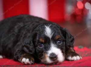 F1B Tiny Bernedoodle in Illinois