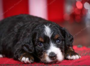 F1B Tiny Bernedoodle in Illinois