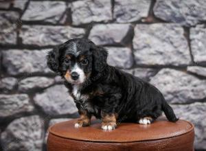 F1B Tiny Bernedoodle in Illinois