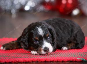 F1B Tiny Bernedoodle in Illinois