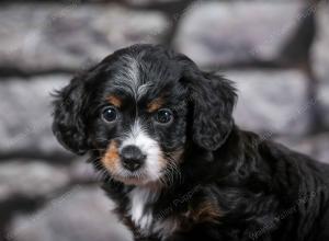 F1B Tiny Bernedoodle in Illinois