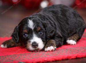 F1B Tiny Bernedoodle in Illinois