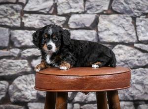 F1B Tiny Bernedoodle in Illinois