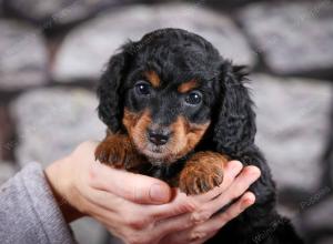 F1B Tiny Bernedoodle in Illinois