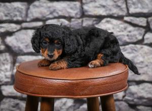 F1B Tiny Bernedoodle in Illinois