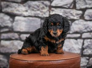 F1B Tiny Bernedoodle in Illinois