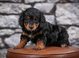 F1B Tiny Bernedoodle in Illinois