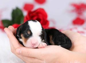 tri-colored male mini bernedoodle near Chicago Illinois