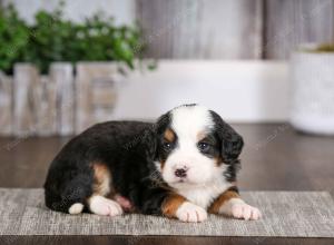 tri-colored male mini bernedoodle near Chicago Illinois