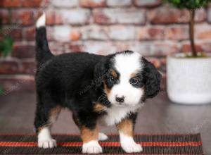 tri-colored male mini bernedoodle near Chicago Illinois