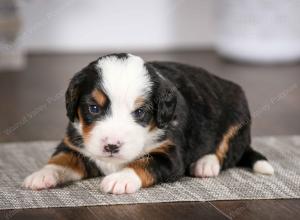 tri-colored male mini bernedoodle near Chicago Illinois