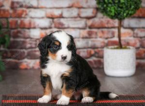 tri-colored male mini bernedoodle near Chicago Illinois