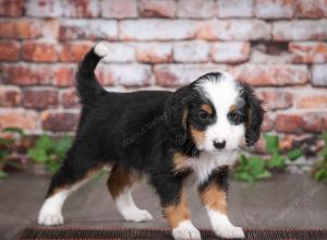 tri-colored male mini bernedoodle near Chicago Illinois