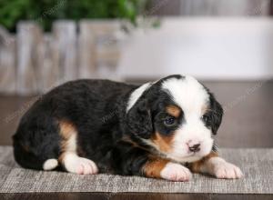 tri-colored male mini bernedoodle near Chicago Illinois