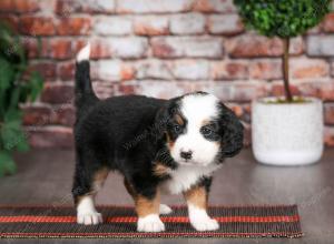 tri-colored male mini bernedoodle near Chicago Illinois