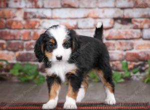 tri-colored male mini bernedoodle near Chicago Illinois
