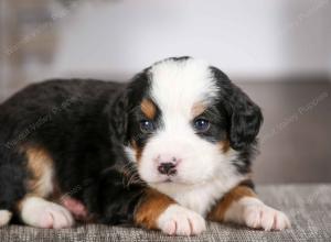 tri-colored male mini bernedoodle near Chicago Illinois