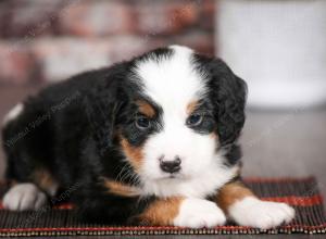 tri-colored male mini bernedoodle near Chicago Illinois