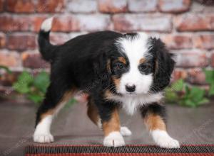 tri-colored male mini bernedoodle near Chicago Illinois